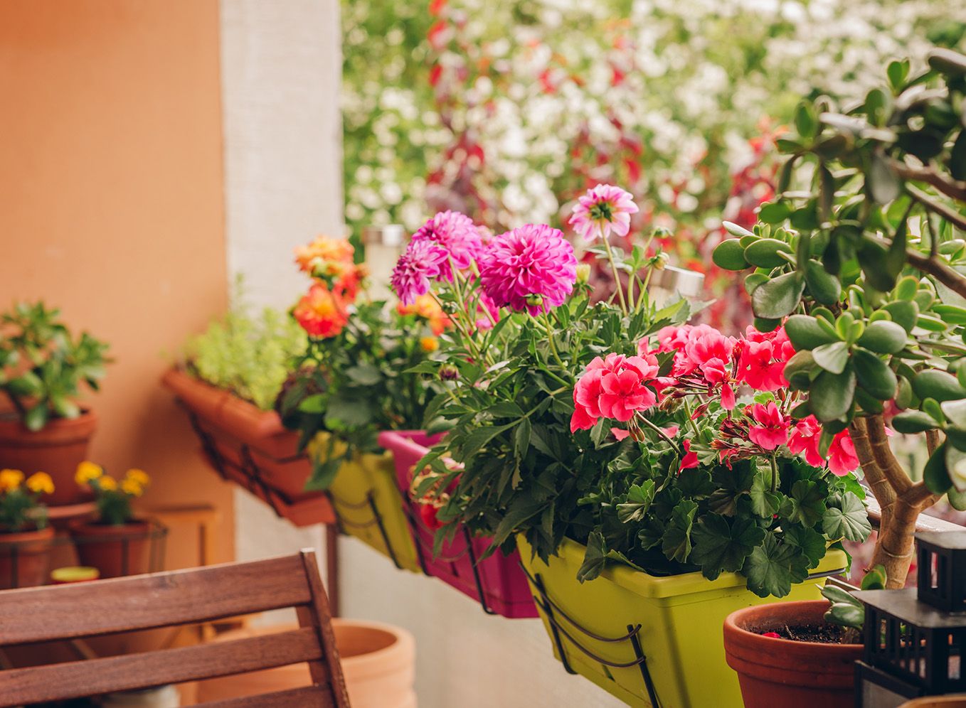 Blumen auf dem Balkon Wie man Blumenzwiebeln in Kübeln richtig pflanzt!